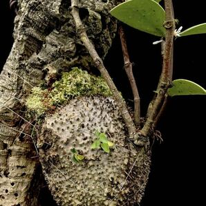 アリ植物 Hydnophytum sp. (spiny caudex) Jayapura, Papua 実生株の画像3
