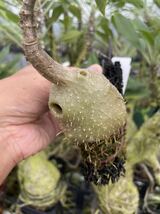 アリ植物 Hydnophytum spec. (roundish caudex) Wondiwoi, Irian Jaya (AW) 実生株_画像5