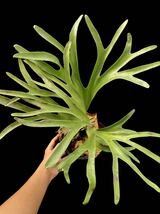 ビカクシダ Platycerium alcicorne Madagascar undulate fronds_画像7
