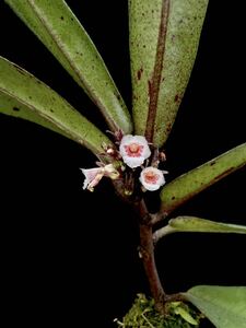 南米着生イワタバコ Codonanthopsis ulei 実生株