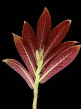 コルムネア Columnea tessmanni_画像4