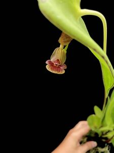 洋蘭原種 Pleurothallis perryi