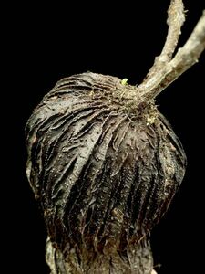 アリ植物 Hydnophytum sp. (velvet leaves, winged branches) Buru Island, Maluku 実生株