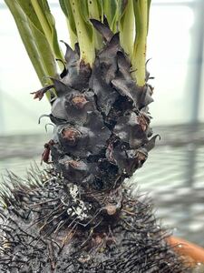 アリ植物 Myrmecodia lamii Lake Habbema, Highland Papua 実生株