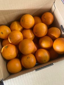 小さいネーブルオレンジ【5キロ】
