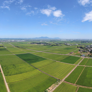 【送料無料】令和5年新潟県従来コシヒカリ25キロ 落札後精米 籾殻保管 特A獲得農家からの直送 4の画像8