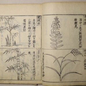 「大和本草諸品図」貝原益軒 上中下巻合本1冊揃帙付｜本草 図鑑 鳥類 魚類 海産物 薬学 植物 医書 医学書 古書 和本 古典籍 k54の画像9