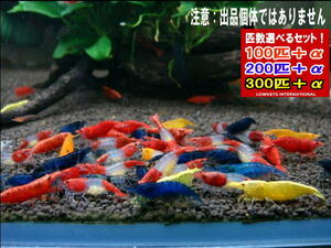 [LOWKEYS]me Takara Full color Mix. . shrimp 200 pcs +α set * compensation not equipped conditions 