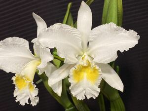 洋蘭　原種 C gaskeriana var alba ‘White Cinderella’ （Div） 桜咲くちょい前に。