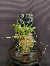 洋蘭原種 Oeoniella polystachis 香りのワイルド仕立て！！花芽付き！_画像2