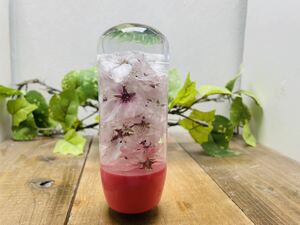水中花シフトノブ　円柱M型　桜　ソメイヨシノ　ピンク