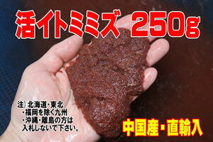 活イトミミズ 250g★中国産・直輸入・イトメ・アカコ・活餌・生物飼料・生き餌・生エサ・蚯蚓・水蚯蚓・【お届け地域制限あり】80