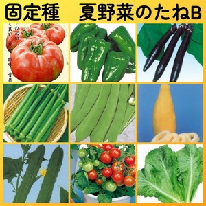 匿名配送無料◆固定種夏野菜の種B◆大玉トマト+ピーマン+ナス+オクラ+つるなしインゲン+マクワウリ+節成キュウリ+ミニトマト+リーフレタス