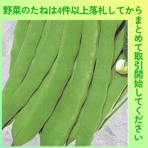 4件以上落札◆インゲン種◆つるなし平莢いんげん大江戸菜豆 10粒◆固定種すじなし つるなし版マンズナル