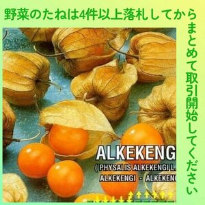 4件以上落札◆食用ホオズキ種◆食用ほおずき 20粒◆固定種 フルーツトマト・ベリー感覚