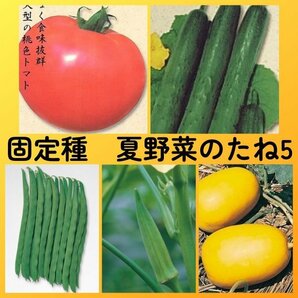 匿名配送無料◆固定種夏野菜の種5◆世界一トマト+新ときわ地這いキュウリ+つるありインゲン+五角オクラ+マクワウリ奈良一号まくわの画像1