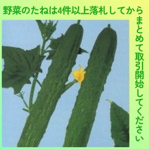 4件以上落札◆キュウリ種◆加賀節成きゅうり 8粒◆固定種 節成キュウリ 節成胡瓜