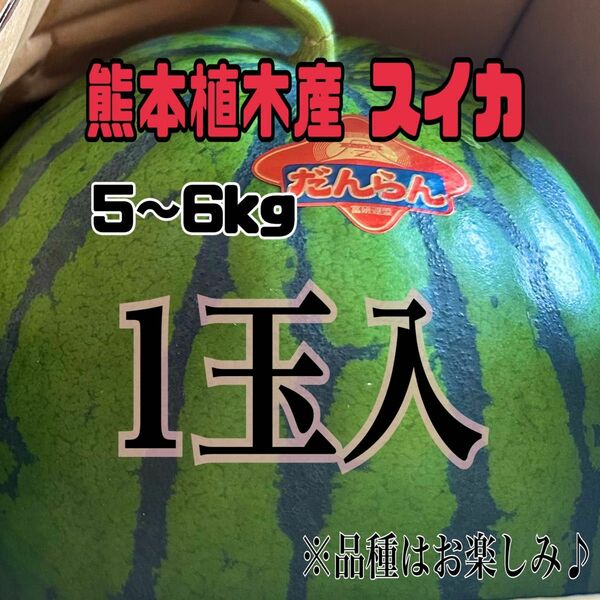 ☆初物☆熊本 植木産 スイカ 1玉入 (1玉約5～6kg)