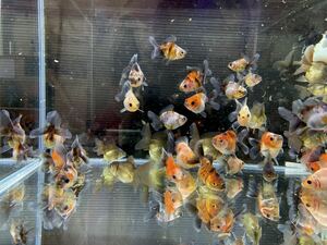 [... river aquarium fish center ] rose tail Holland approximately 3~4cm 25 pcs set +α