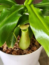 ウツボカズラ アラータ 25センチ 食虫植物 ネペンテス Nepenthes 観葉植物_画像6
