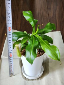 ウツボカズラ アラータ 25センチ 食虫植物 ネペンテス Nepenthes 観葉植物