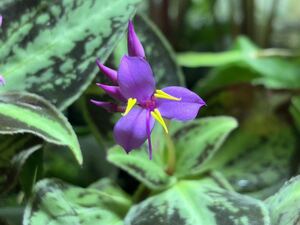 【 Sonerila sp. (Vietnam) 】★★ベトナム産の極美ソネリラ / ノボタン科草本 / 熱帯植物 / パルダリウム