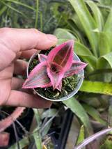 【 Cryptanthus 'Living Colors' from Michael's Bromeliads 】★★クリプタンサス・リヴィングカラーズ_画像5