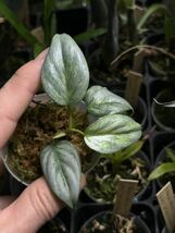 【 Philodendron sodiroi variegated 】★★フィロデンドロン・ソディロイ・バリエゲイテッド_画像1