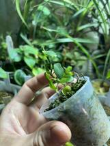 【 Philodendron sp. (Ecuador) 】★★脈が浮き出る極小型のフィロデンドロン不明種 / ビバリウム素材に_画像4