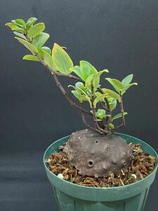 Hydnophytum spec. (Doorman's Top - small leaves) AW ヒドノフィツム　アリ植物