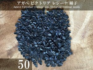 アガベ ビクトリア レジーナ 種子 50粒+α Agave Victoriae-reginae subsp. Victoriae-reginae 50 seeds+α 種 笹の雪