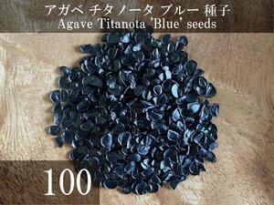 アガベ チタノータ ブルー 種子 100粒+α Agave Titanota 'Blue' 100 seeds+α 種 チタノタ