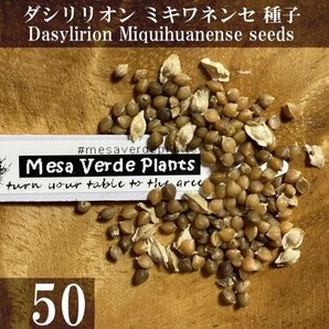 ダシリリオン ミキワネンセ 種子 50粒+α Dasylirion Miquihuanense 50 seeds+α Miquihuanensis 種 ミキワネンシスの画像1