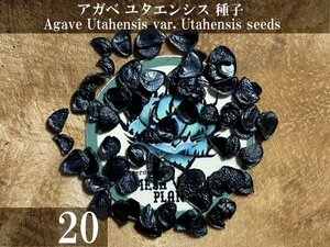 アガベ ユタエンシス 種子 20粒+α Agave Utahensis var. Utahensis 20 seeds+α 種