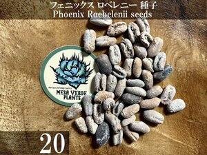 フェニックス ロベレニー 種子 20粒+α Phoenix Roebelenii 20 seeds+α 種 シンノウヤシ ヤシ