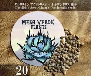 ダシリリオン アクロトリクム v オキデンタリス 種子 20粒+α Dasylirion Acrotrichum v Occidentalis 20 seeds+α 種 アクロトリカム