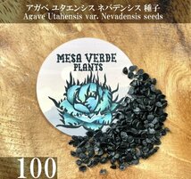 アガベ ユタエンシス ネバデンシス 種子 100粒+α Agave Utahensis var. Nevadensis 100 seeds+α 種_画像1