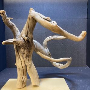 ☆sea tree☆送料無料♪アクリル板施工済み流木 16455流木/水槽/アクアリウム/テラリウム/インテリア/ADA/サンゴ/置物/