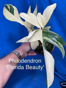 302斑入り　フィロデンドロン 'フロリダビューティ' Philodendron 'Florida Beauty' 極斑体　ハーフムーン