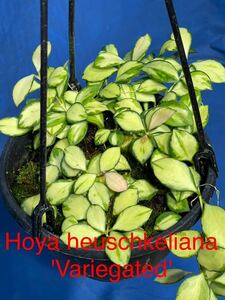 148 斑入り　ホヤ　ヘウスケリアナ　'バリエゲッド' Hoya.heuschkeliana 'variegated' サクララン プラ鉢５号釣り鉢 大株