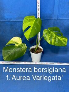 319 斑入り　モンステラ　ボルシギアナ ファム. 'オーレア　バリエガタ' Monstera borsigiana f.'Aurea Variegata' 極斑体　親木におすすめ