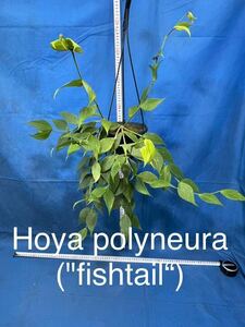 312 ホヤ　ポリネウラ　Hoya polyneura 別名フィシュテイル　fishtail サクララン プラ鉢５号釣り鉢 大株