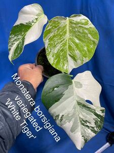 327 モクステラ　ボルシギアナ　バリエゲィテッド　'ホワイトタイガー' Monstera borsigiana variegated 'White Tiger'極斑体全転向斑　