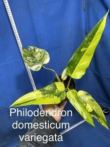 332 斑入り　フィロデンドロン　ドメスティカム　バリエガタ　Philodendron domesticum variegata プラ鉢3.5号　極全斑体　ハーフムーン　