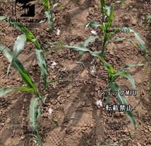 ポータブルで快適な 農業用 追肥機 肥料散布機 ステンレス鋼 防水 葉物野菜専用 簡単な操作A_画像4