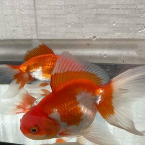  photograph actual article or goods breeding for jumbo Holland Lion Mask Akira one -years old fish female male pair 9 pcs set 12cm~14cm NO-16