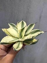 【GAR園藝】M-34 特選 アガベ 多肉植物 ポタトルム　スーパークラウン　吉祥冠 陰陽錦 Agave potatorum 'Super Crown' 極上株 激レア！_画像3