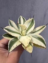 【GAR園藝】M-34 特選 アガベ 多肉植物 ポタトルム　スーパークラウン　吉祥冠 陰陽錦 Agave potatorum 'Super Crown' 極上株 激レア！_画像2