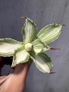 【GAR園藝】M-61 特選 アガベ 多肉植物 ポタトルム　スーパークラウン　吉祥冠 白縞斑錦 Agave potatorum 'Super Crown' 極上株 激レア！