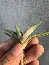 【GAR園藝】T-29 特選 アガベ 多肉植物 チタノタ帝君 浅中斑 agave emperor 極上強棘 狂刺 背棘 激レア高級品種 TC株 激レア！_画像1